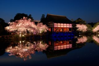 20150405平安神宮紅しだれコンサート