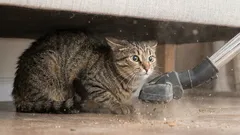 家で猫を怖がらせる7つの音と、猫のストレスを軽減する方法。