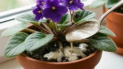  根元に小さじ1杯を撒けば、スミレは絶えず花を咲かせます。花に隠れて葉が見えなくなるほどです。