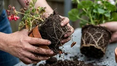 植物の植え替えで犯しがちな、植物を枯らしてしまう5つの間違い