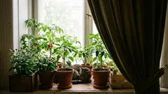 ナス苗をどこに植えたら、つぼみが落ちないでしょうか