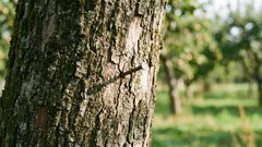 なぜリンゴの木に釘を打つのか：科学的に説明できる古くからの儀式